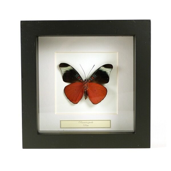 Panacea prola - Unterseite