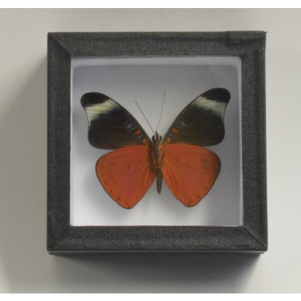 Panacea prola - Unterseite