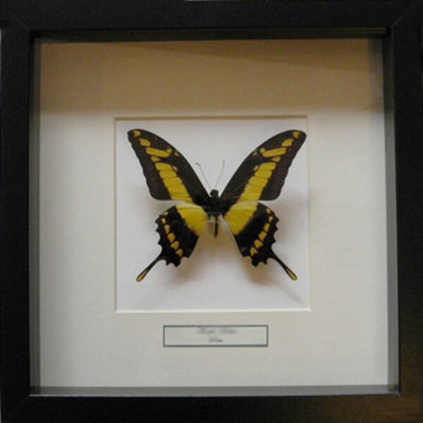 Papilio thoas cinyras