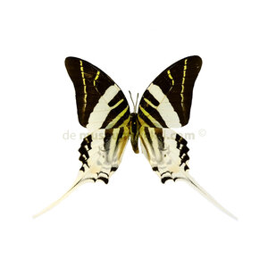 Graphium androcles