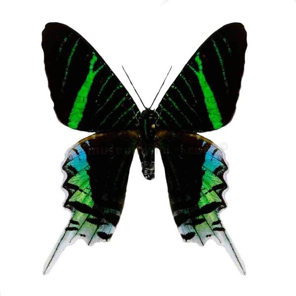 Urania leilus - upperside
