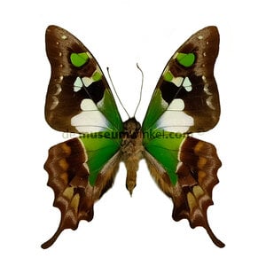 Graphium weiskei - onderkant