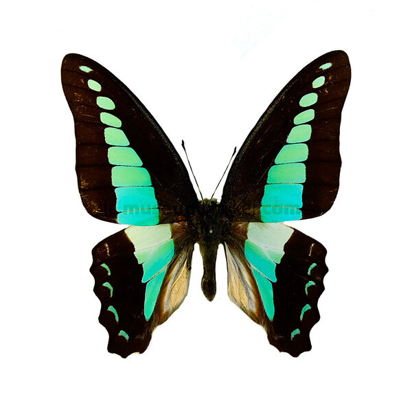 Graphium sarpedon