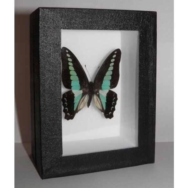 Graphium sarpedon