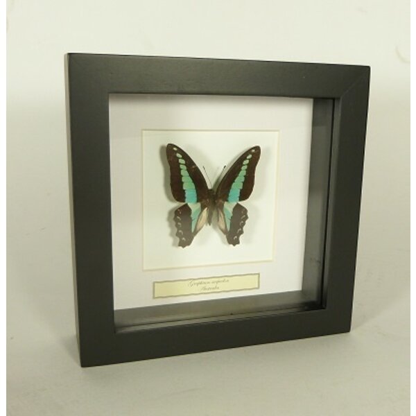 Graphium sarpedon
