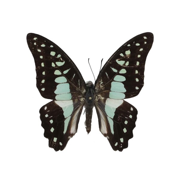 Graphium sarpedon
