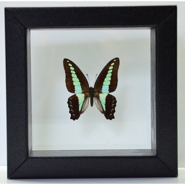Papilio bromius bromius