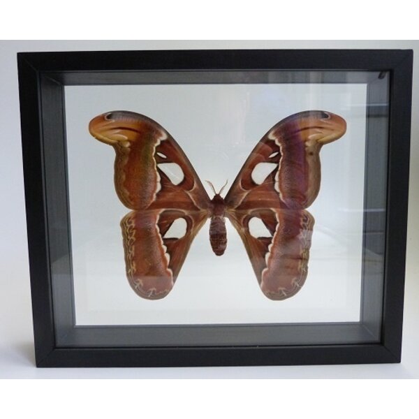 Attacus atlas - Atlas moth