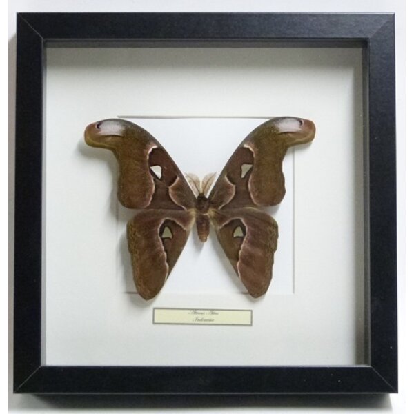 Attacus atlas - Atlasspinner