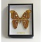 Attacus atlas - Atlas moth