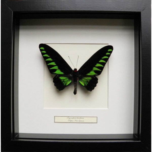 Trogonoptera brookiana (male)