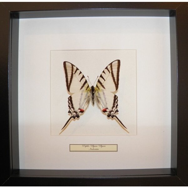 Eurytides protesilaus