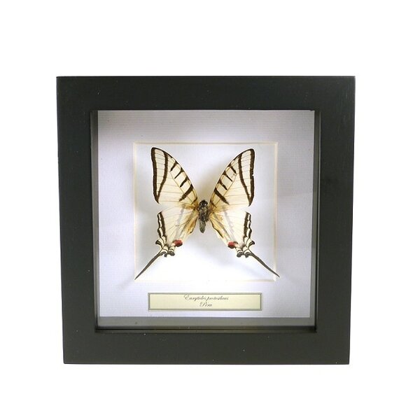 Eurytides protesilaus