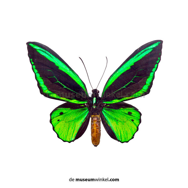 Ornithoptera priamus poseidon sp. (Männlich)
