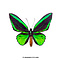 Ornithoptera priamus poseidon sp. (Männlich)