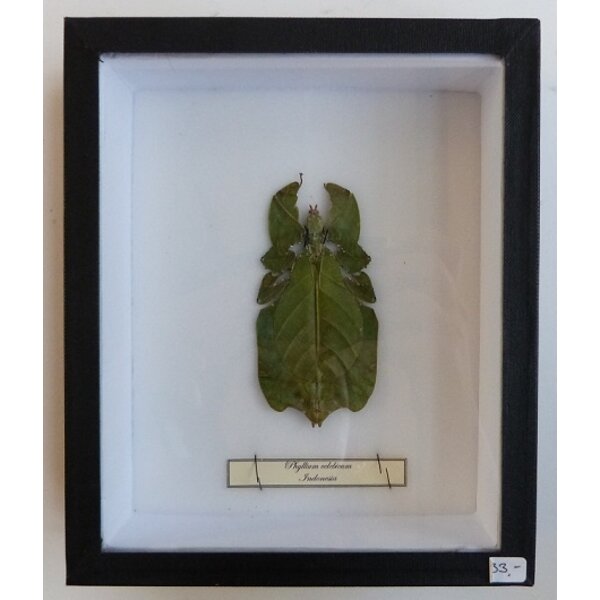 Phyllium celebicum - leaf insect