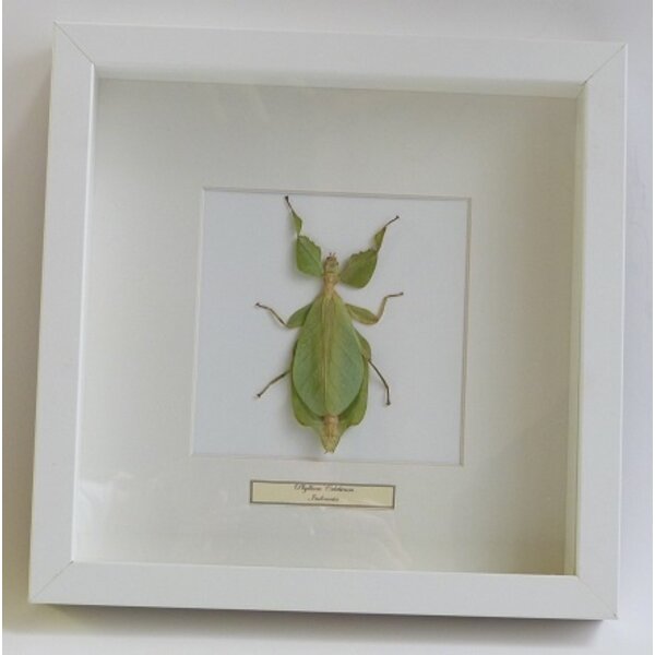 Phyllium celebicum - wandelend blad