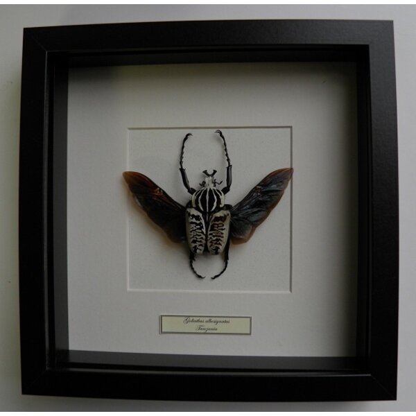 Goliathus albosignatus (männlich)