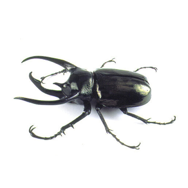 Chalcosoma caucasus - flying