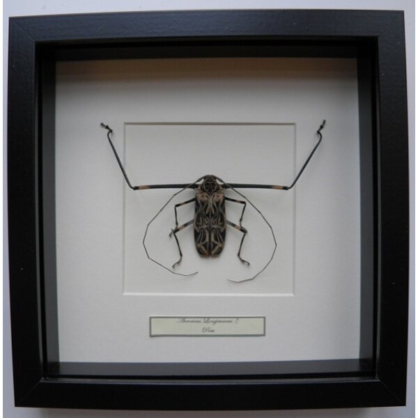 Acrocinus longimanus