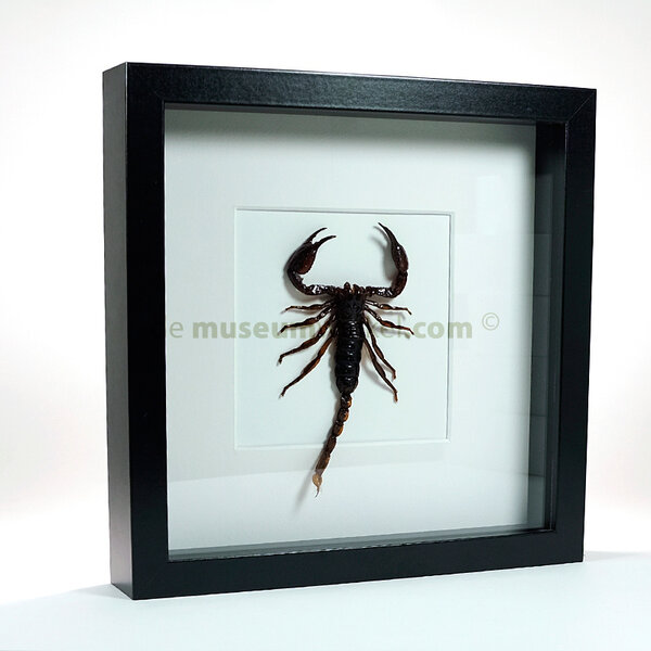 Heterometrus spinifer - zwarte bos schorpioen