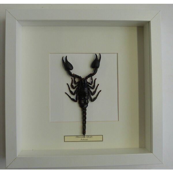 Heterometrus spinifer - Riesenwald Skorpion