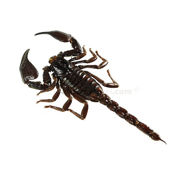Heterometrus spinifer - Giant Forest Scorpion