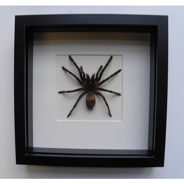 Eurypelma spinicrus - vogelspin