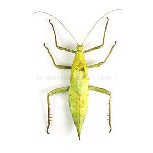 Heteropteryx dilatata - woudnimf