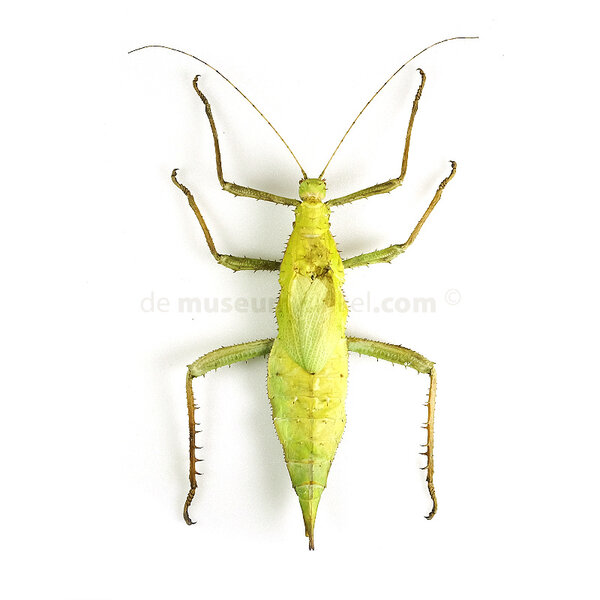 Heteropteryx dilatata - jungle nymph