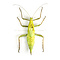 Heteropteryx dilatata - Stabheuschrecke