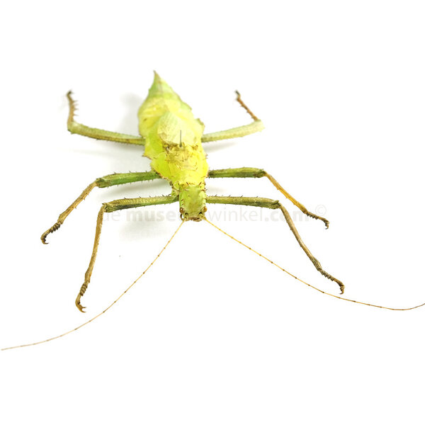 Heteropteryx dilatata - jungle nymph