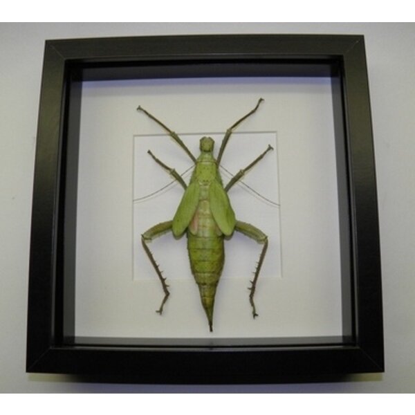 Heteropteryx dilatata - Stabheuschrecke