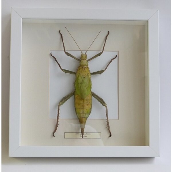 Heteropteryx dilatata - jungle nymph