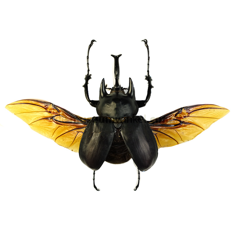 beetle wings open