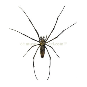 Nephila pilipes