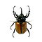 Eupatorus gracilicornis - rhinoceros beetle