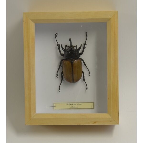 Eupatorus gracilicornis - rhinoceros beetle