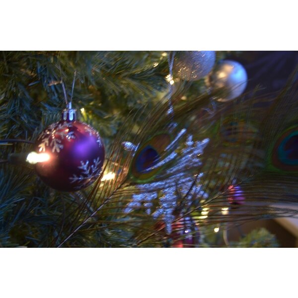 Pfaufedern (10 Stück)