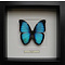 Morpho deidamia