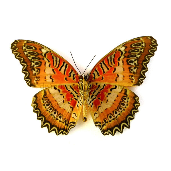 Cethosia biblis - onderkant