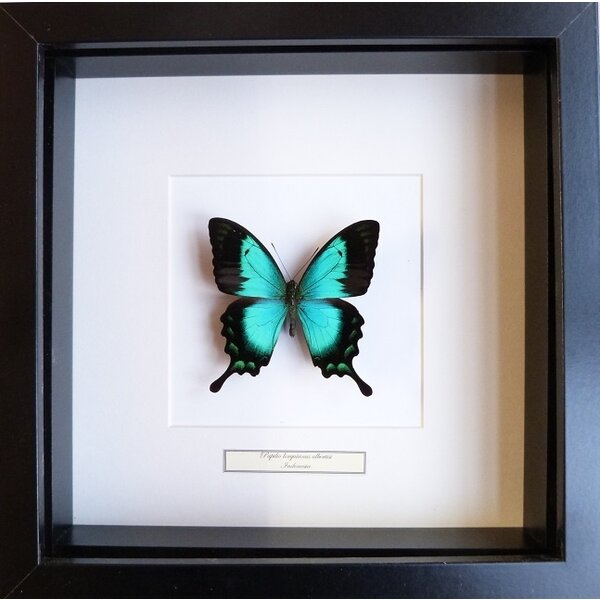 Papilio lorquinianus albertisi