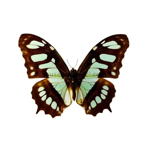 Victorina stelenes - upperrside