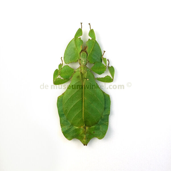 Phyllium celebicum - leaf insect