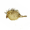 Porcupinefish