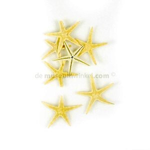 Starfish small