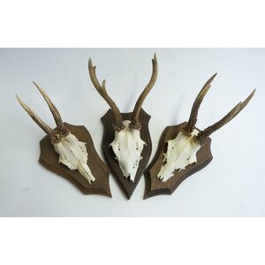 skull trophy roe deer  per 3