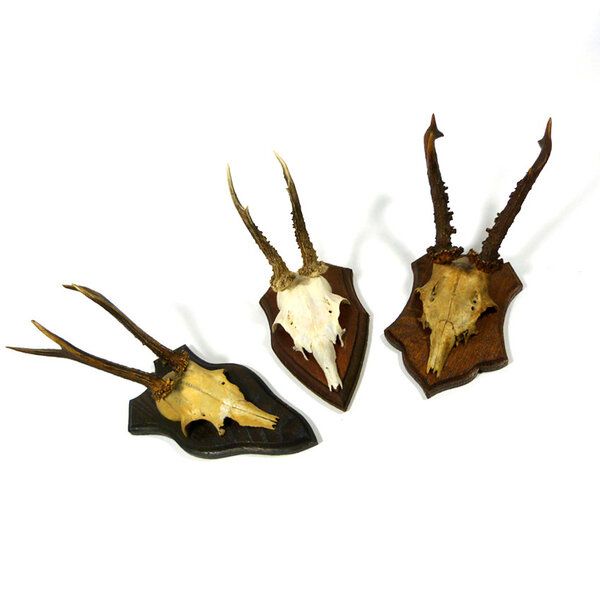 skull trophy roe deer  per 3