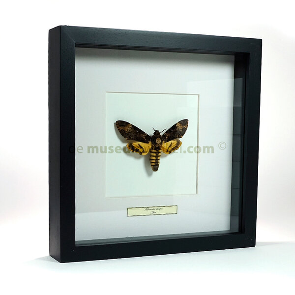 Acherontia atropos - large hawk moth