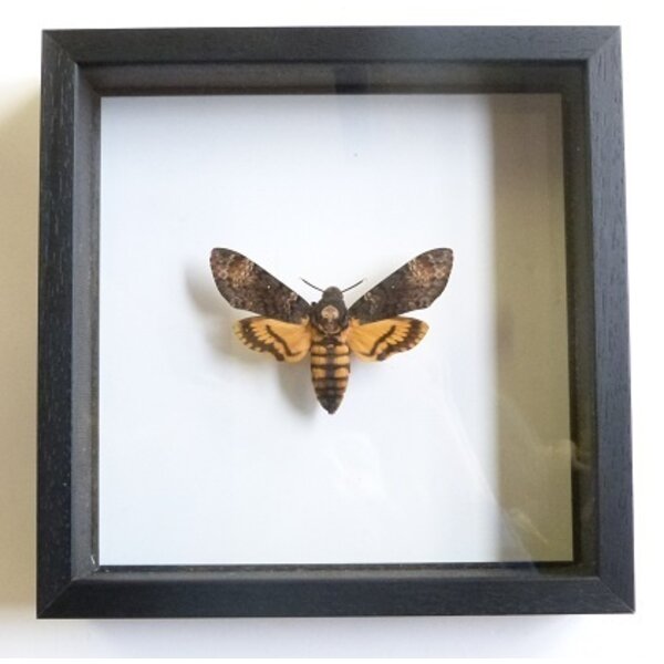 Acherontia atropos - large hawk moth